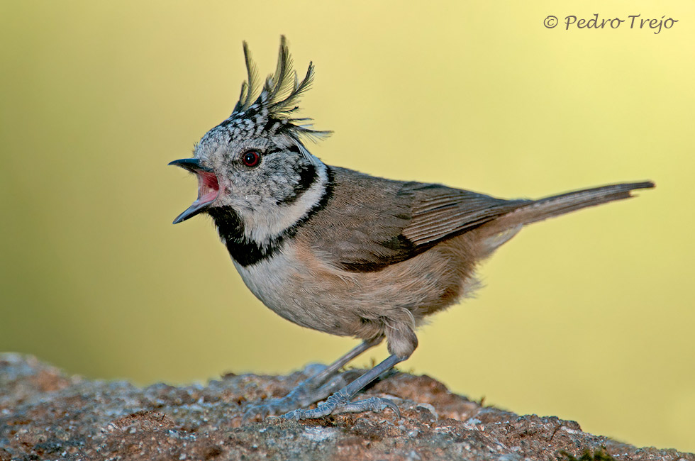 Herrerillo capuchino ( Parus cristatus)